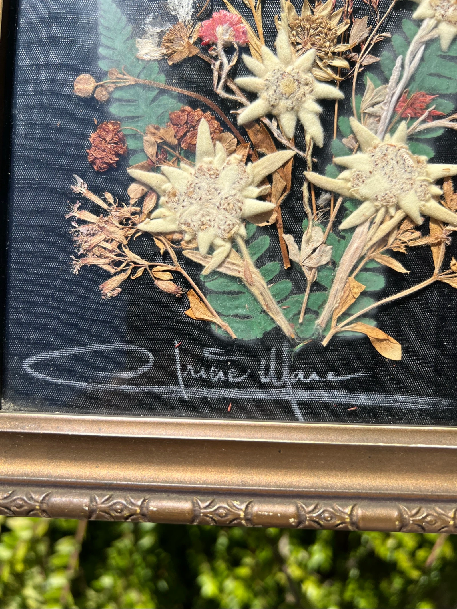 💮 Vintage frame gedroogde bloemen Edelweiss gesigneerd – Wanddecoratie 32 x 19 cm – photo 7